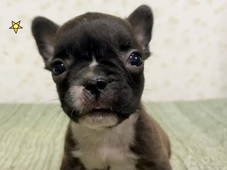 あこ 様のお迎えした子犬