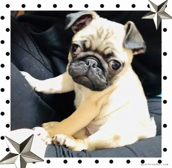 小林光男 様のお迎えした子犬