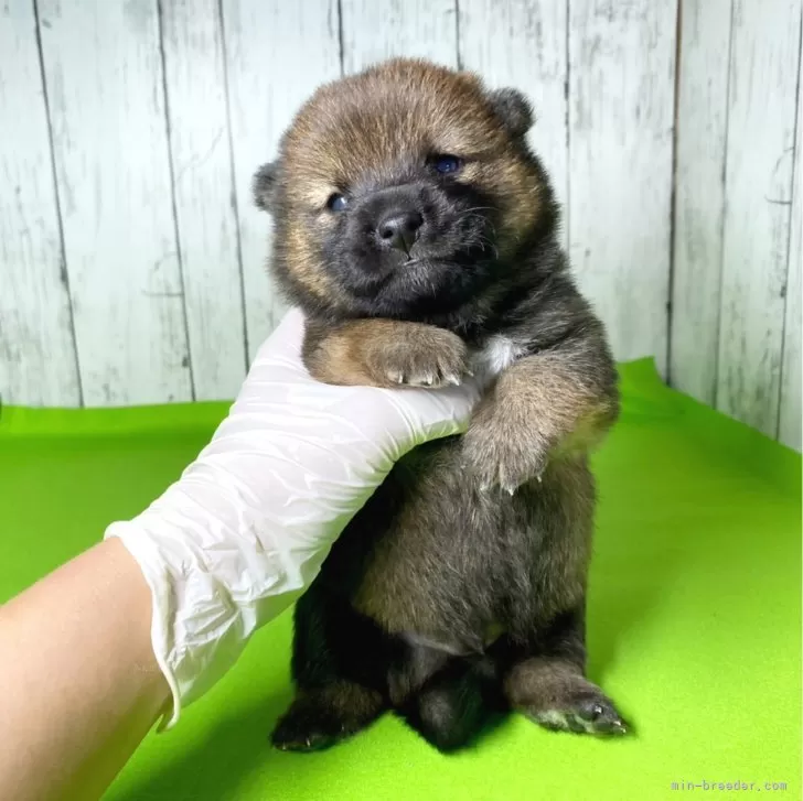ID：2404-03977の子犬