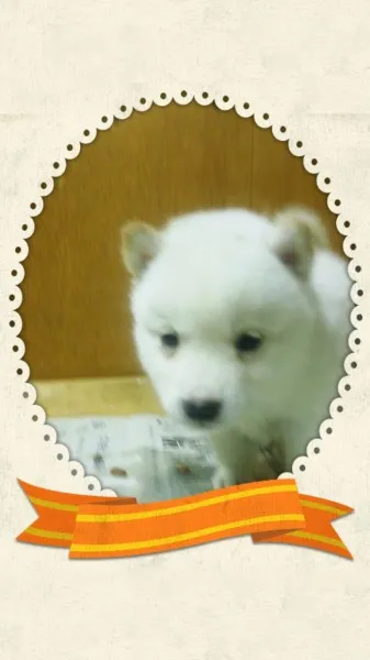 ID：1407-00048の子犬