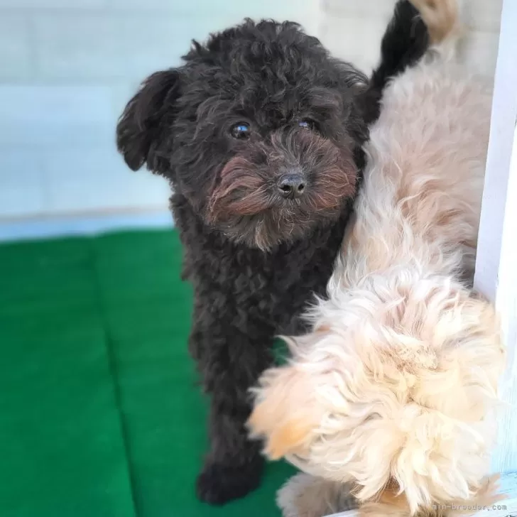ID:2308-06449の子犬