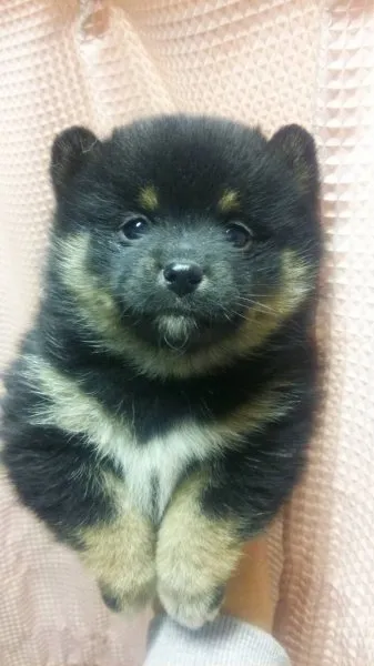 ID:1411-00756の子犬
