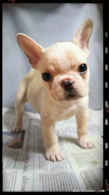 わたあめ 様のお迎えした子犬