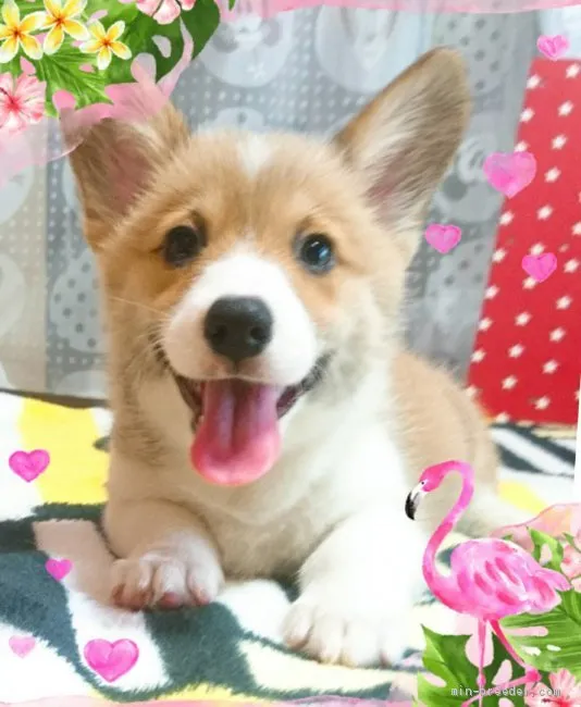 ID:2006-02346の子犬