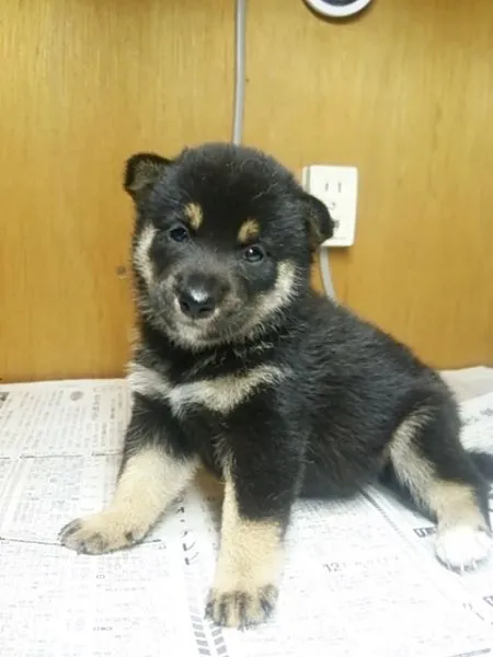 ID：1408-01328の子犬