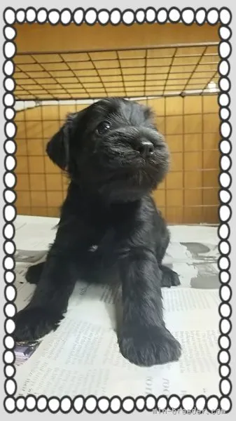 ID:1506-01476の子犬