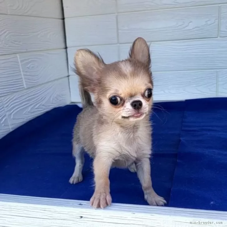 ID:2310-03307の子犬