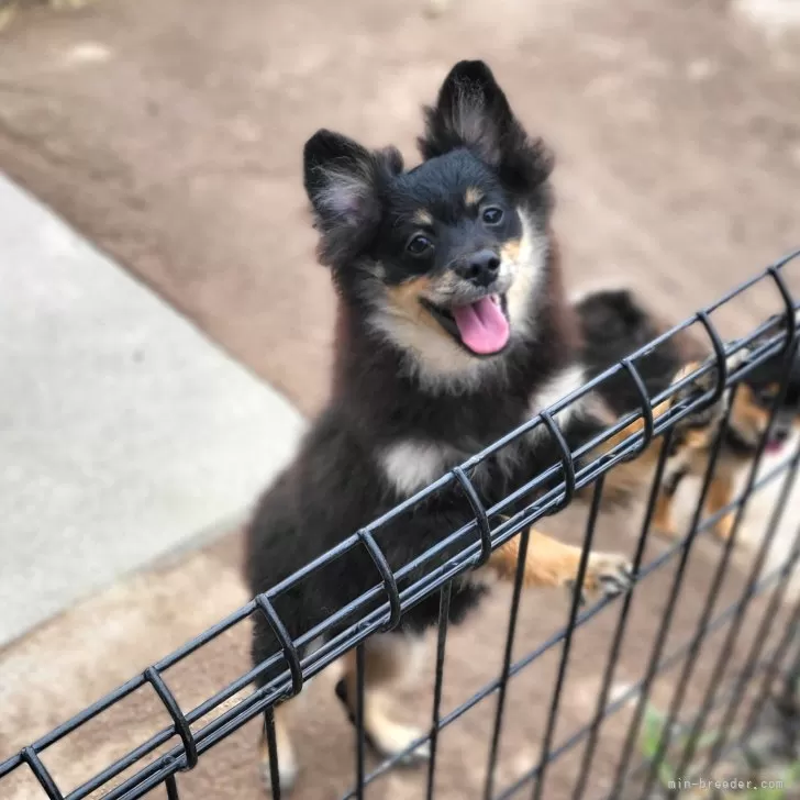 ID:2405-07566の子犬