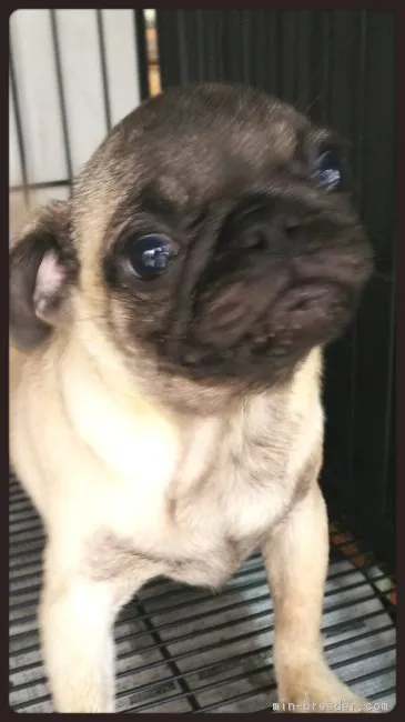 ID:1803-01724の子犬
