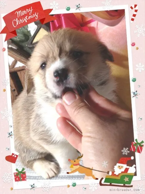 ID:2112-02065の子犬