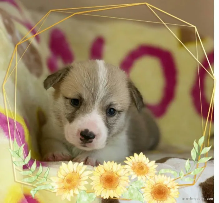 ID:2006-02345の子犬