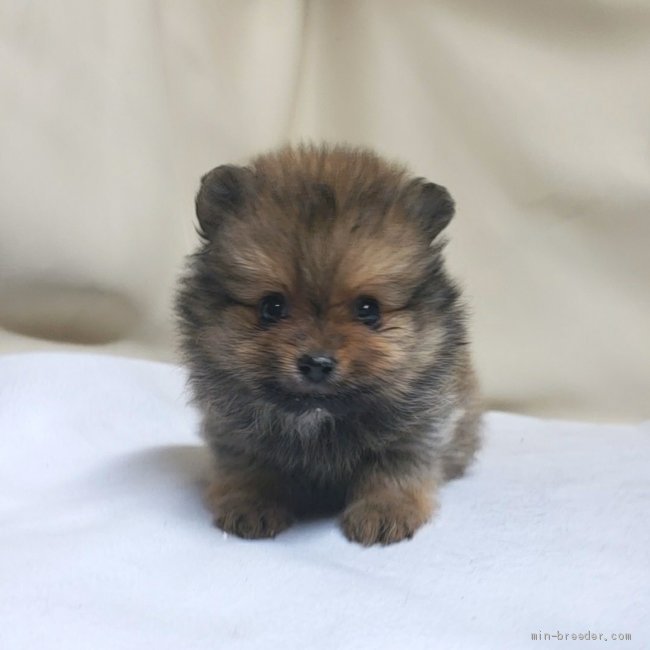 禁断のポメラニアンさ専用 禁断のポメラニアンさ専用 ポメラニアン【茨城県・男の子・2025