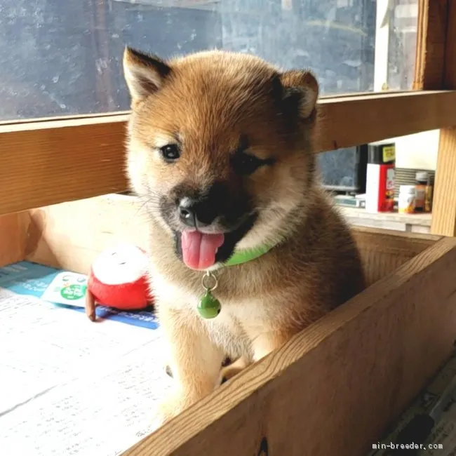 ID:2106-00004の子犬