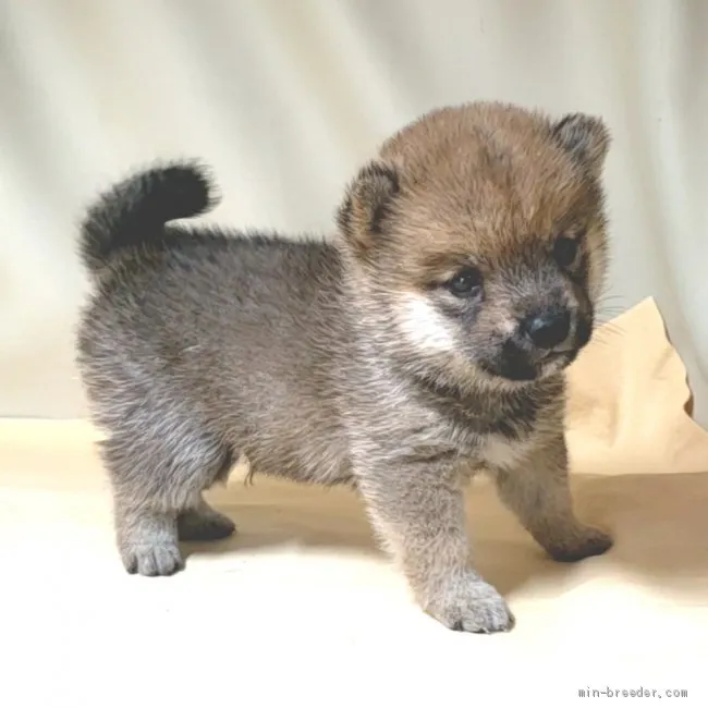 ID：2101-00671の子犬