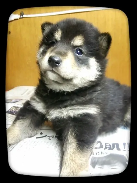 ID:1412-00390の子犬