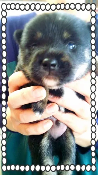 ID:1405-00058の子犬