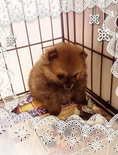 ID:1405-01137の子犬