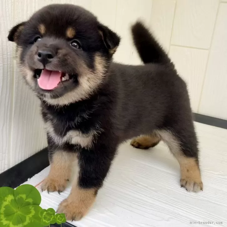 ID:2407-07037の子犬