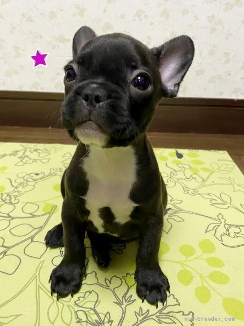ID：2104-02670の子犬