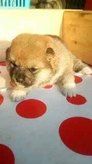ID:1404-00331の子犬