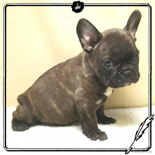 ゴン太 様のお迎えした子犬