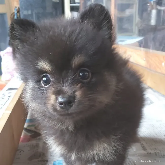 ID：2007-00949の子犬