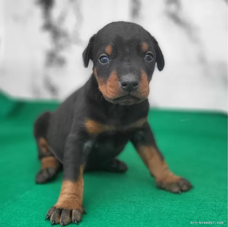 ID:2402-05924の子犬