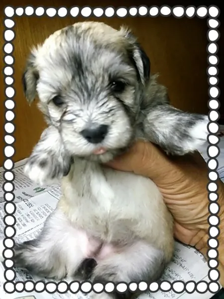 ID:1408-00636の子犬