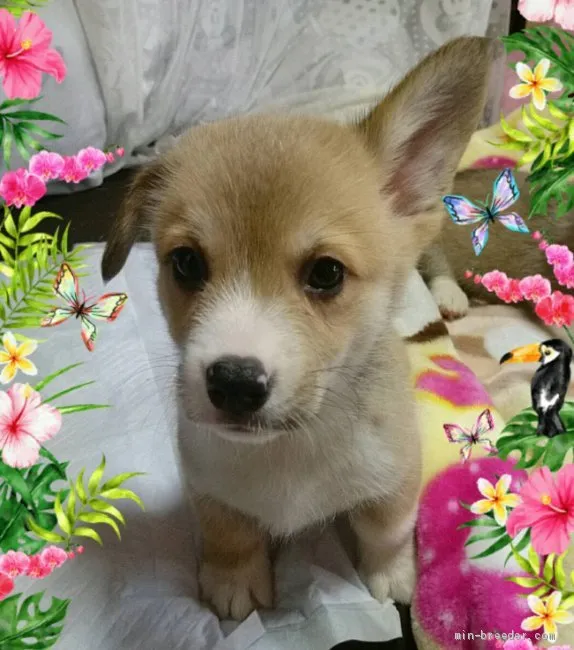 ID:2006-02349の子犬