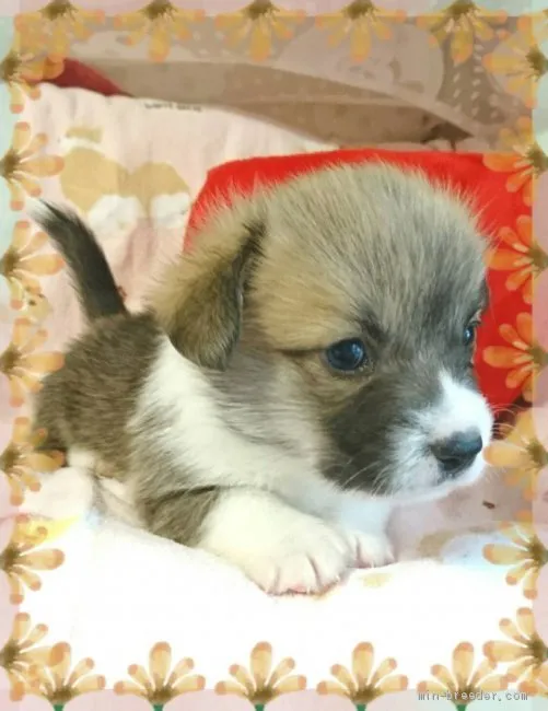 ID:2010-02596の子犬