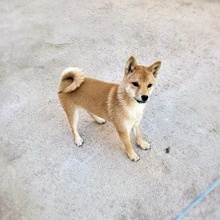 ID：2210-03410の子犬