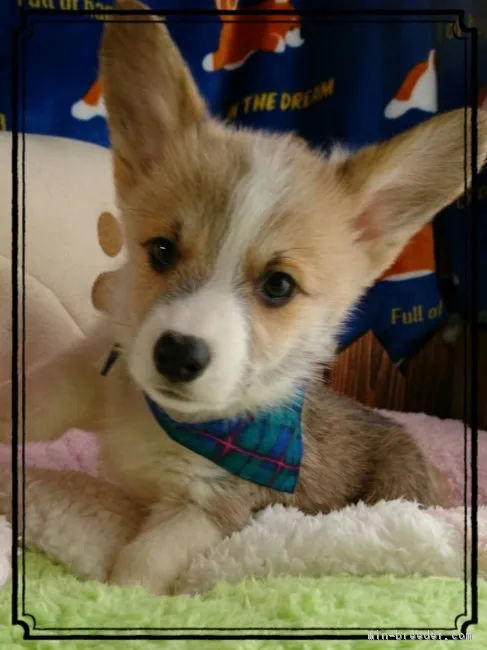 まいちゃん 様のお迎えした子犬