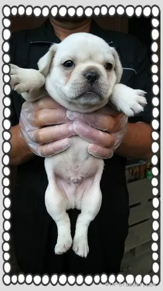 ID：1508-00154の子犬