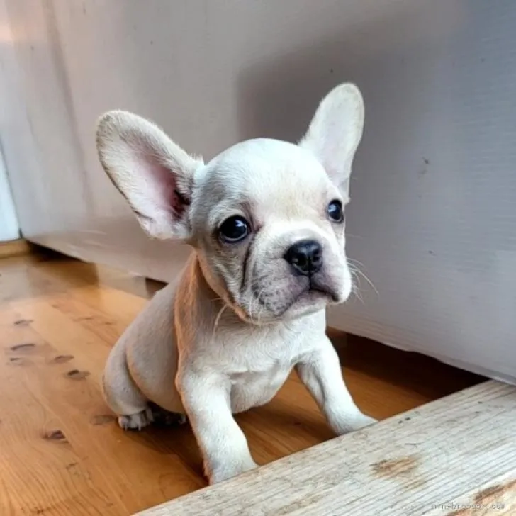 スリンキー 様のお迎えした子犬