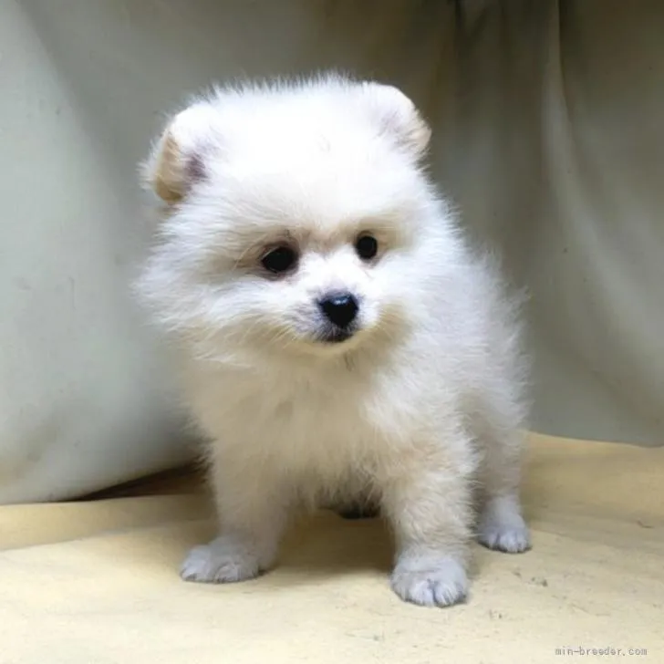 ID：2204-02849の子犬