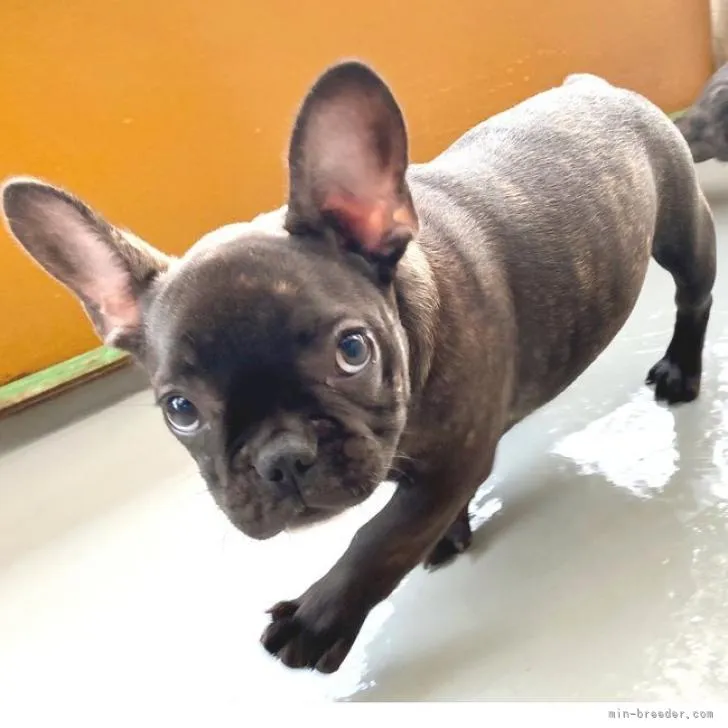 ケンケン 様のお迎えした子犬