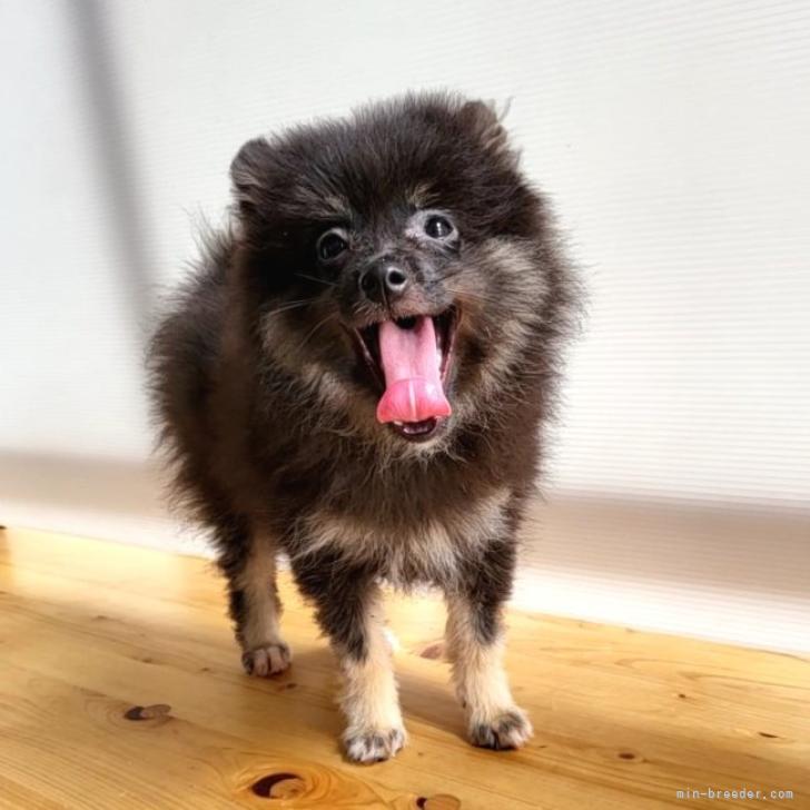 □あさひさま専用ブラックタンポメラニアンちゃん2体オーダー確認用ページ□ □あさひさま専用ブラックタンポメラニアンちゃん2体オーダー