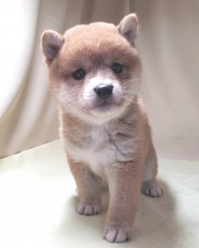 柴犬(豆柴)【茨城県・女の子・2020年7月31日・赤】の写真「三代祖豆柴❗父母共に遺伝子検査クリア🆗」