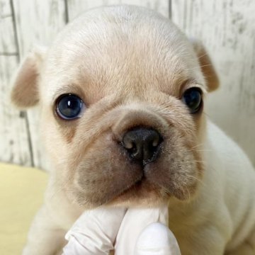 フレンチブルドッグ【茨城県・女の子・2023年10月7日・クリーム】の写真「超むちむちでスタイルの良いブヒ🐽」