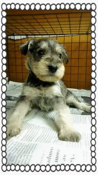 ミニチュアシュナウザー【茨城県・女の子・2015年6月11日・ソルト&ペッパー】の写真「シュナウザー飼うとやめられない❤」