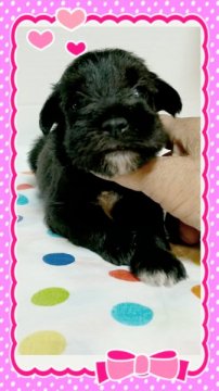 ミニチュアシュナウザー【茨城県・女の子・2015年6月11日・ブラック】の写真「シュナウザー飼うとやめられない❤」