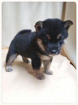 柴犬(豆柴)【茨城県・男の子・2019年8月25日・黒毛】の写真「パパ〰️豆柴&ママ〰️豆柴認定犬❕スタイル抜群🌟」