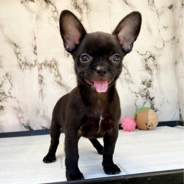 【茨城県・男の子・2024年5月19日・ブリンドル】の写真「とっても愛嬌のあるチワブルです♥️🐽」