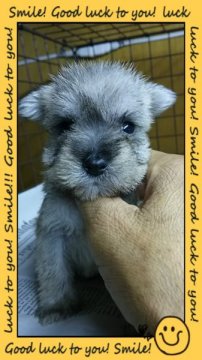 ミニチュアシュナウザー【茨城県・男の子・2015年6月11日・ソルト&ペッパー(小っちゃいです)】の写真「凄く小さいシュナっ子です❤」