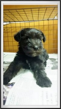 ミニチュアシュナウザー【茨城県・男の子・2015年6月11日・ブラック】の写真「シュナウザー飼うとやめられない❤」