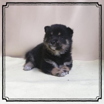 柴犬(豆柴)【茨城県・男の子・2019年4月30日・黒毛】の写真「パパ&ママ 豆柴です🌟極小予測です✨」