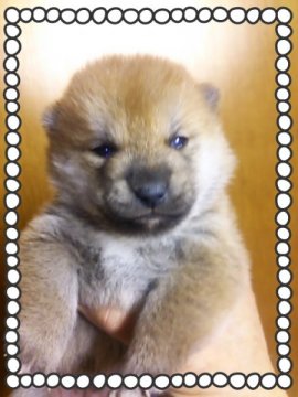 柴犬(標準サイズ)【茨城県・男の子・2014年10月10日・赤毛】の写真「真ん丸顔♪」