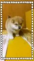 柴犬(標準サイズ)【茨城県・女の子・2014年5月28日・赤毛】の写真2
