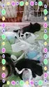 パグ【茨城県・女の子・2014年5月25日・ブラック】の写真3