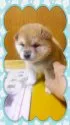柴犬(標準サイズ)【茨城県・女の子・2014年5月28日・赤毛】の写真3